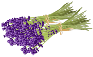hana6.png